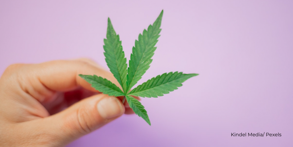 Memudahkan Penggunaan Marijuana Bagi Tujuan Perubatan dan Nyah Jenayah Penggunaan Marijuana dari Kesalahan Dadah Kecil