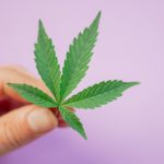 Memudahkan Penggunaan Marijuana Bagi Tujuan Perubatan dan Nyah Jenayah Penggunaan Marijuana dari Kesalahan Dadah Kecil