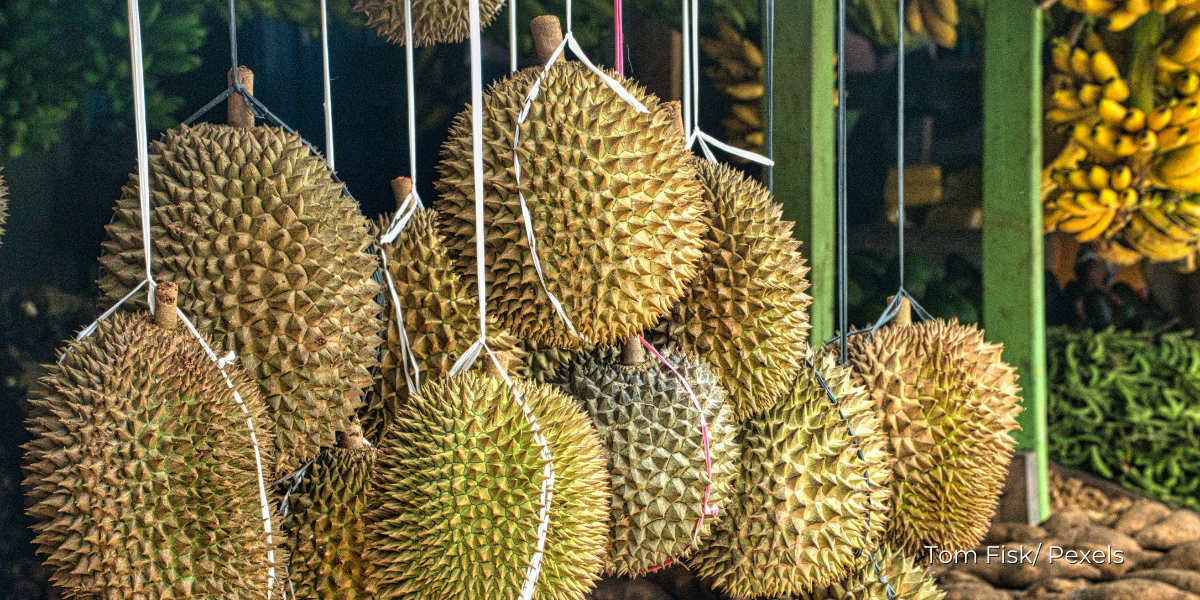 Adakah Durian Tidak Boleh Dimakan Bersama Kopi, Susu dan Coca-Cola?