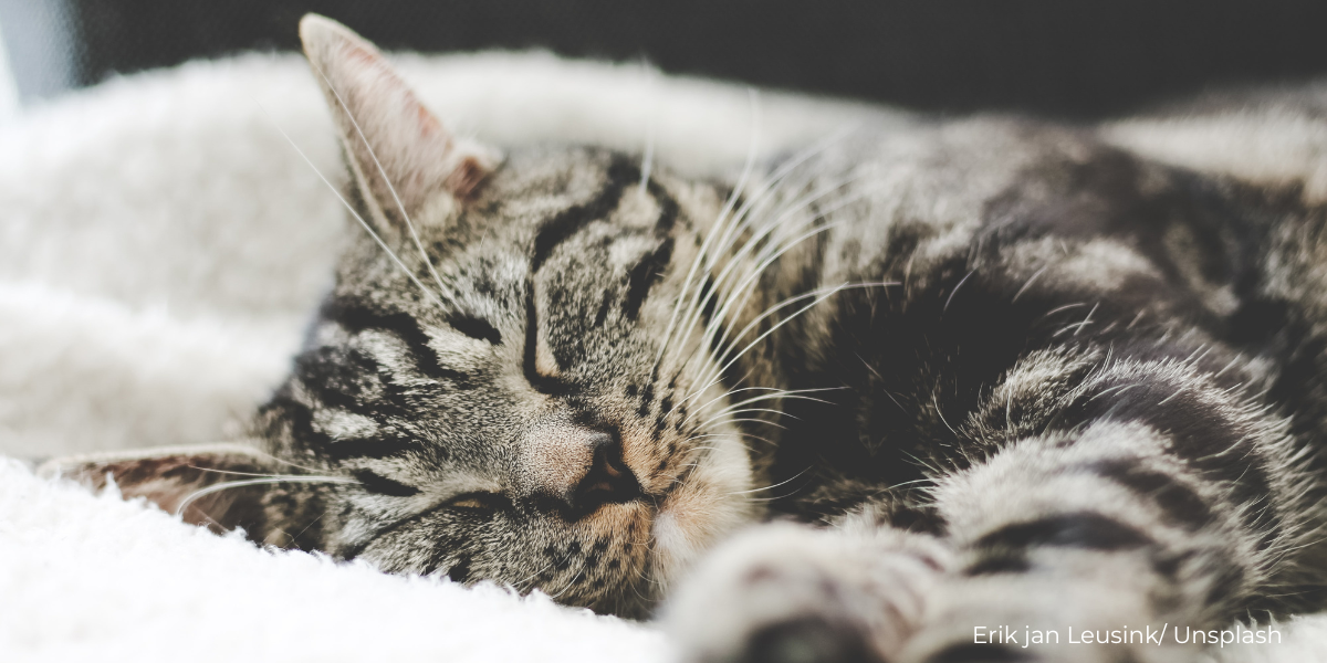 Benarkah Kucing Haiwan yang Suci Menurut Islam?