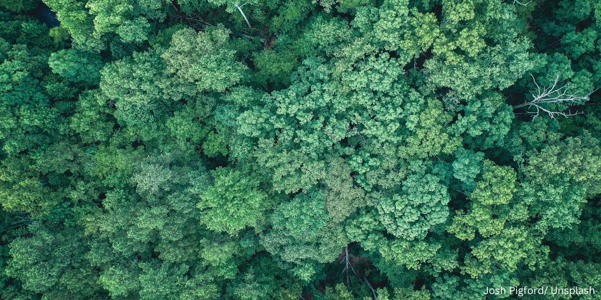 Benarkah Litupan Hutan Di Malaysia Melebihi 50%?