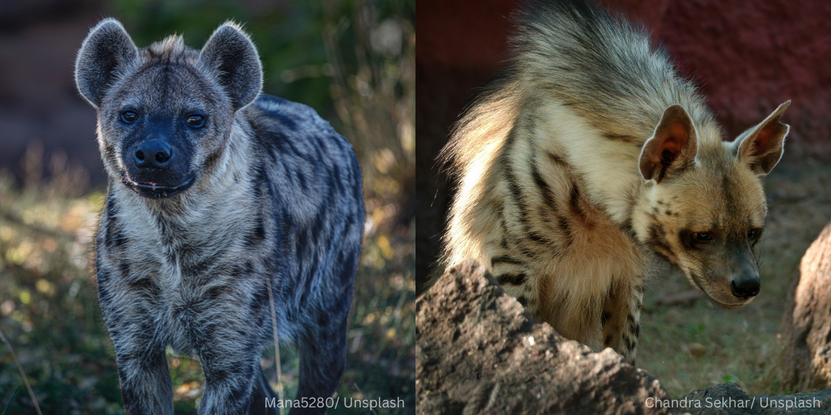 Benarkah Dubuk (Hyena) Boleh Dimakan Menurut Mazhab Syafie?