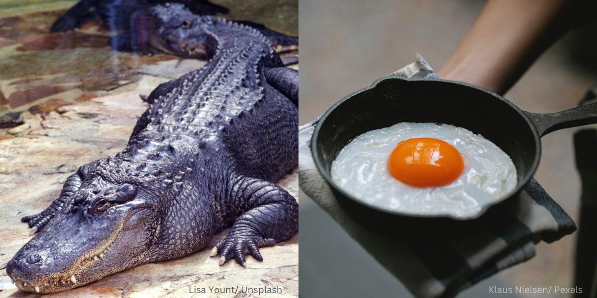 Benarkah Telur Buaya Dan Telur Haiwan Lain Yang Haram Dimakan Dagingnya Dihalalkan?