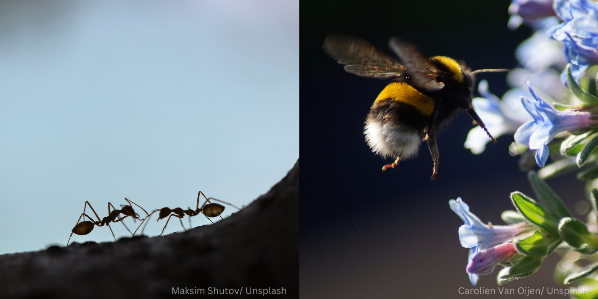 Benarkah Islam Melarang Membunuh Beberapa Jenis Haiwan Seperti Semut dan Lebah?