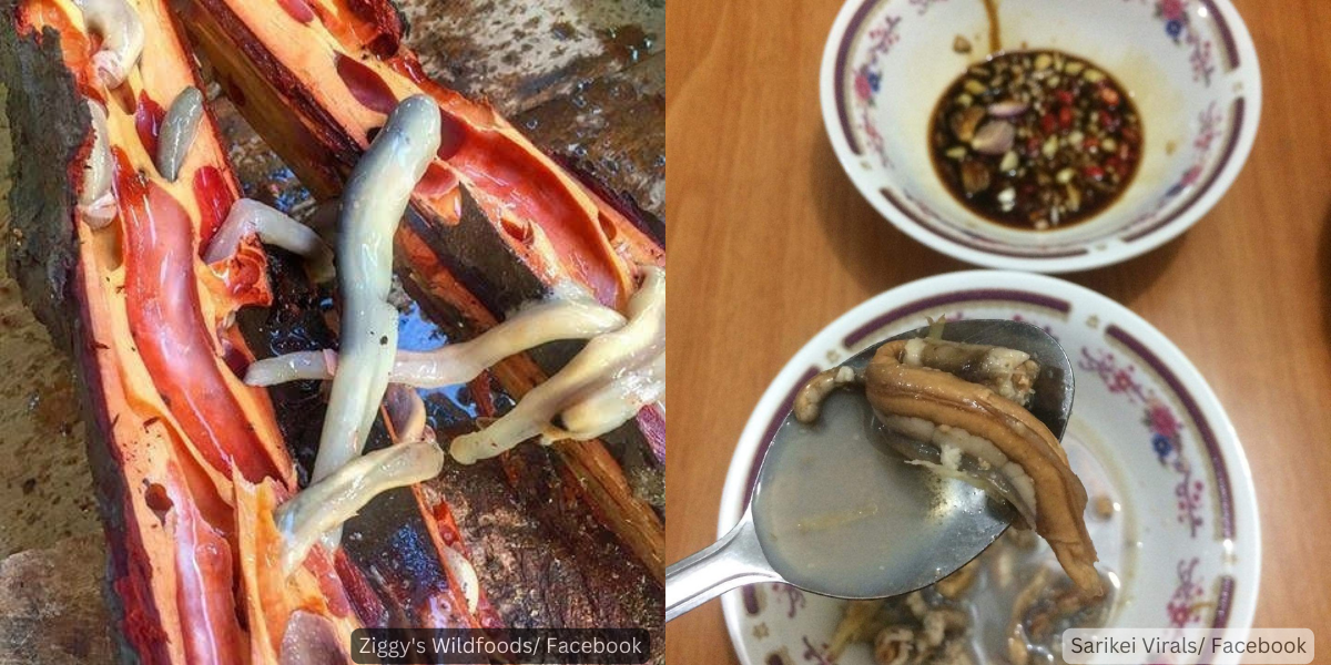 Adakah Temilok Atau Kejumah Dihalalkan Untuk Dimakan Bagi Umat Islam?