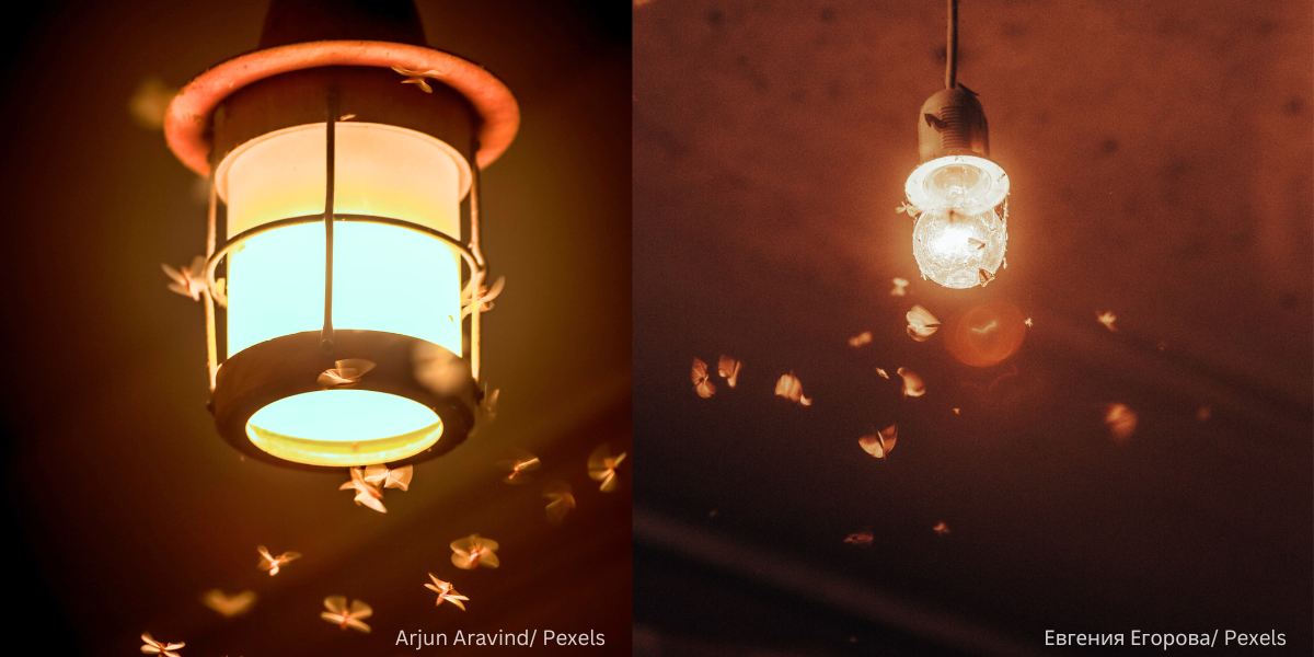 Benarkah Kebanyakan Serangga Kurang Tertarik Kepada Lampu Kuning?