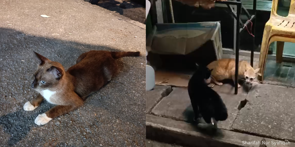 Adakah Membuang Kucing Satu Kesalahan Undang-Undang Di Malaysia?