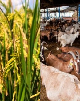 Adakah Sumber Makanan Di Malaysia Terjamin Dalam Situasi Konflik Global?