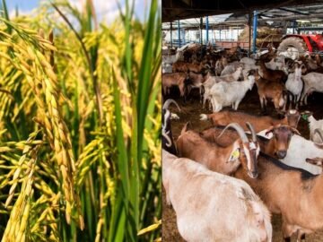 Adakah Sumber Makanan Di Malaysia Terjamin Dalam Situasi Konflik Global?