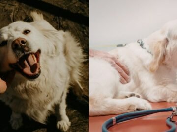 Benarkah Haram Muslim Sentuh Anjing Tanpa Keperluan?​