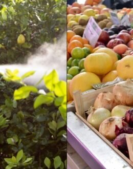 Betul Ke Residu Racun Perosak Pada Buah Atau Sayur Bermakna Ia Tidak Selamat Dimakan?